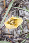 Coastal groundcherry